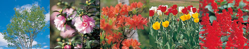 大泉町の花と木